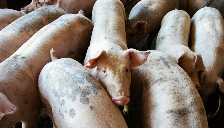 Livestock